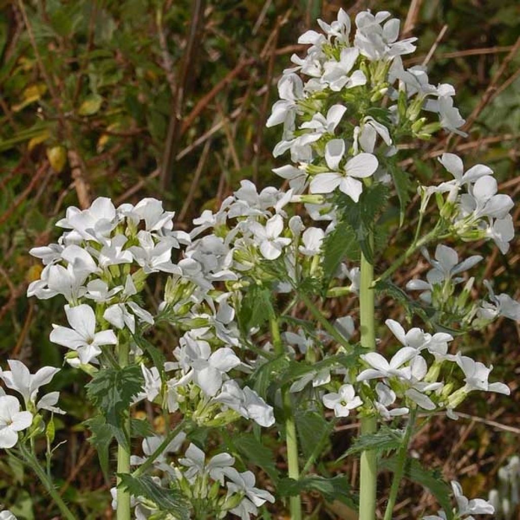 Lunaria annua Alba - Monedas del Papa