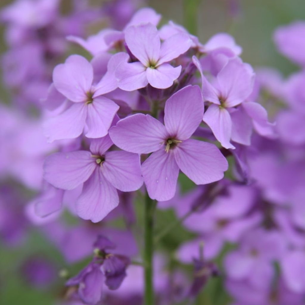 Lunaria annua - Monedas del Papa