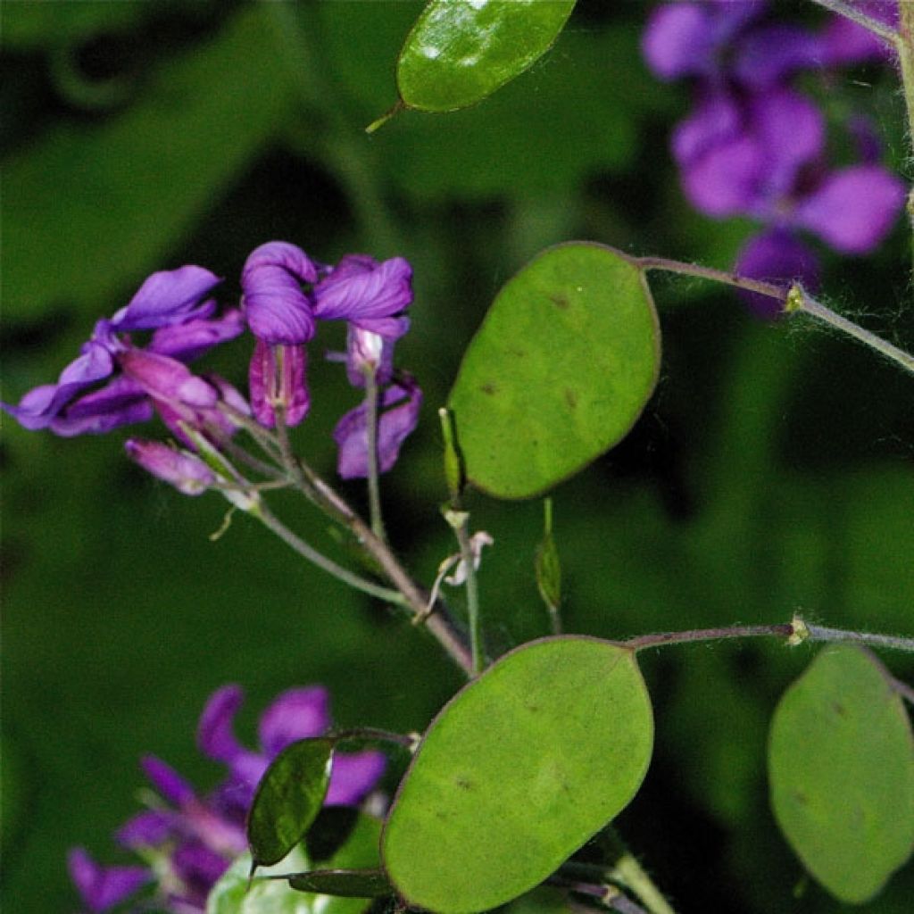 Lunaria annua - Monedas del Papa
