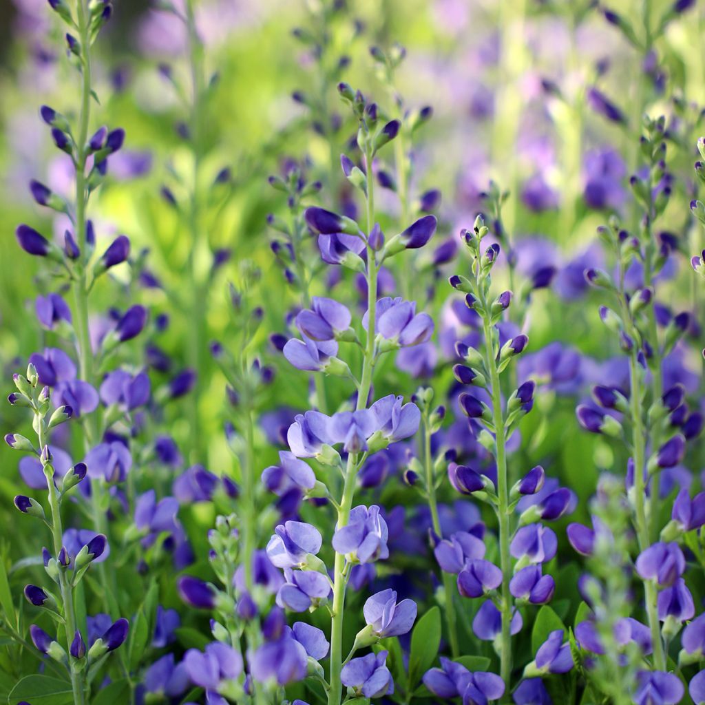 Baptisia australis - Índigo azul falso
