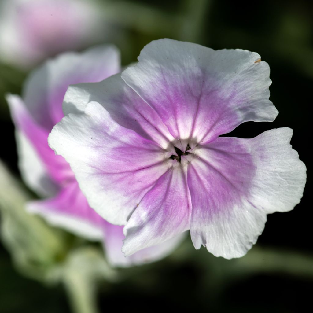 Lychnis coronaria Oculata - Clavel lanudo