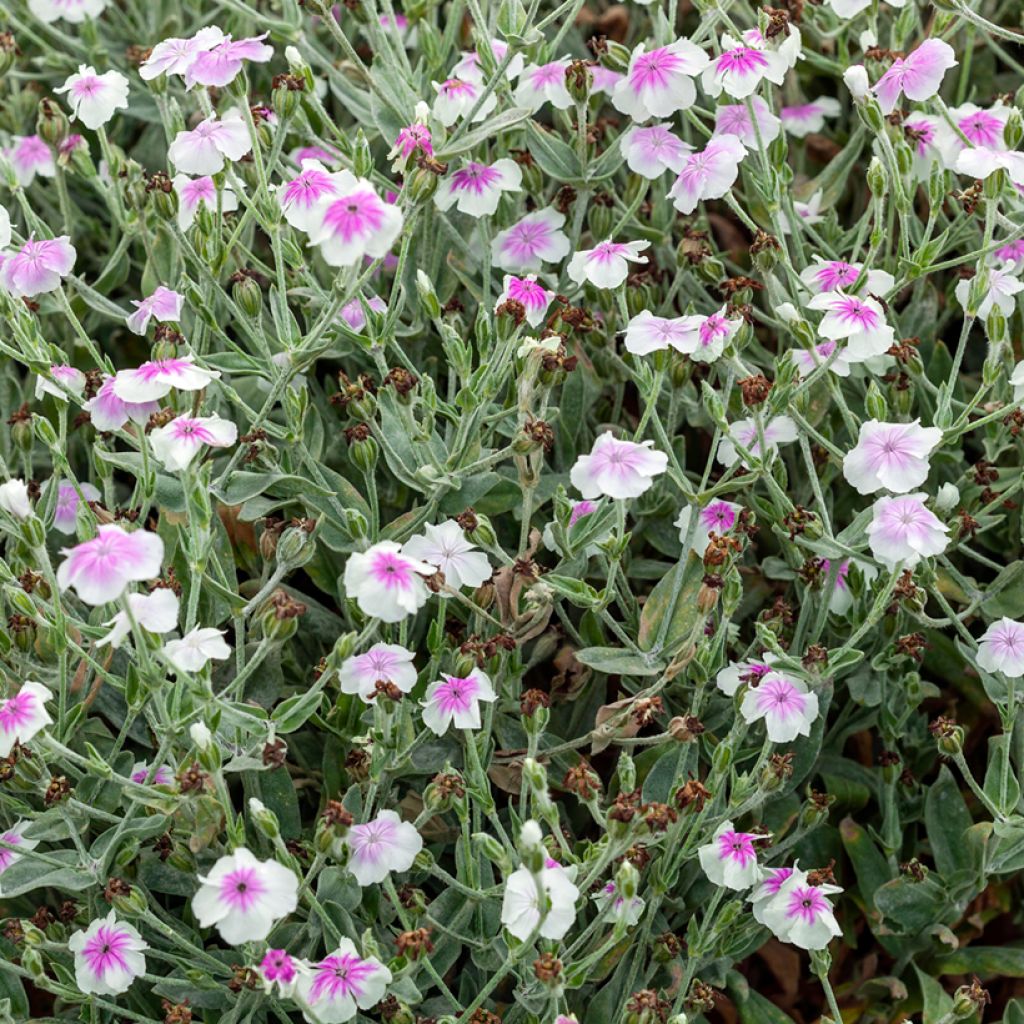 Lychnis coronaria Oculata - Clavel lanudo