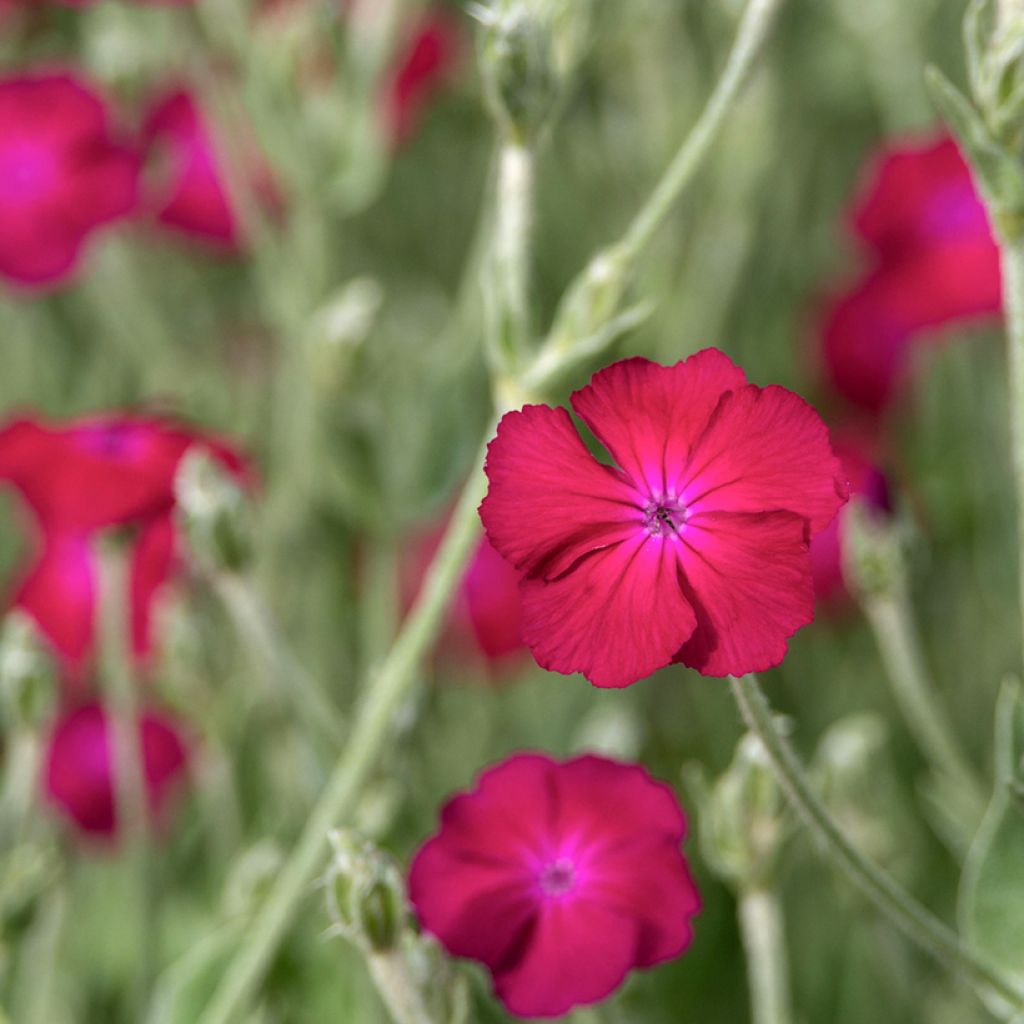 Lychnis coronaria Atrosanguinea - Clavel lanudo