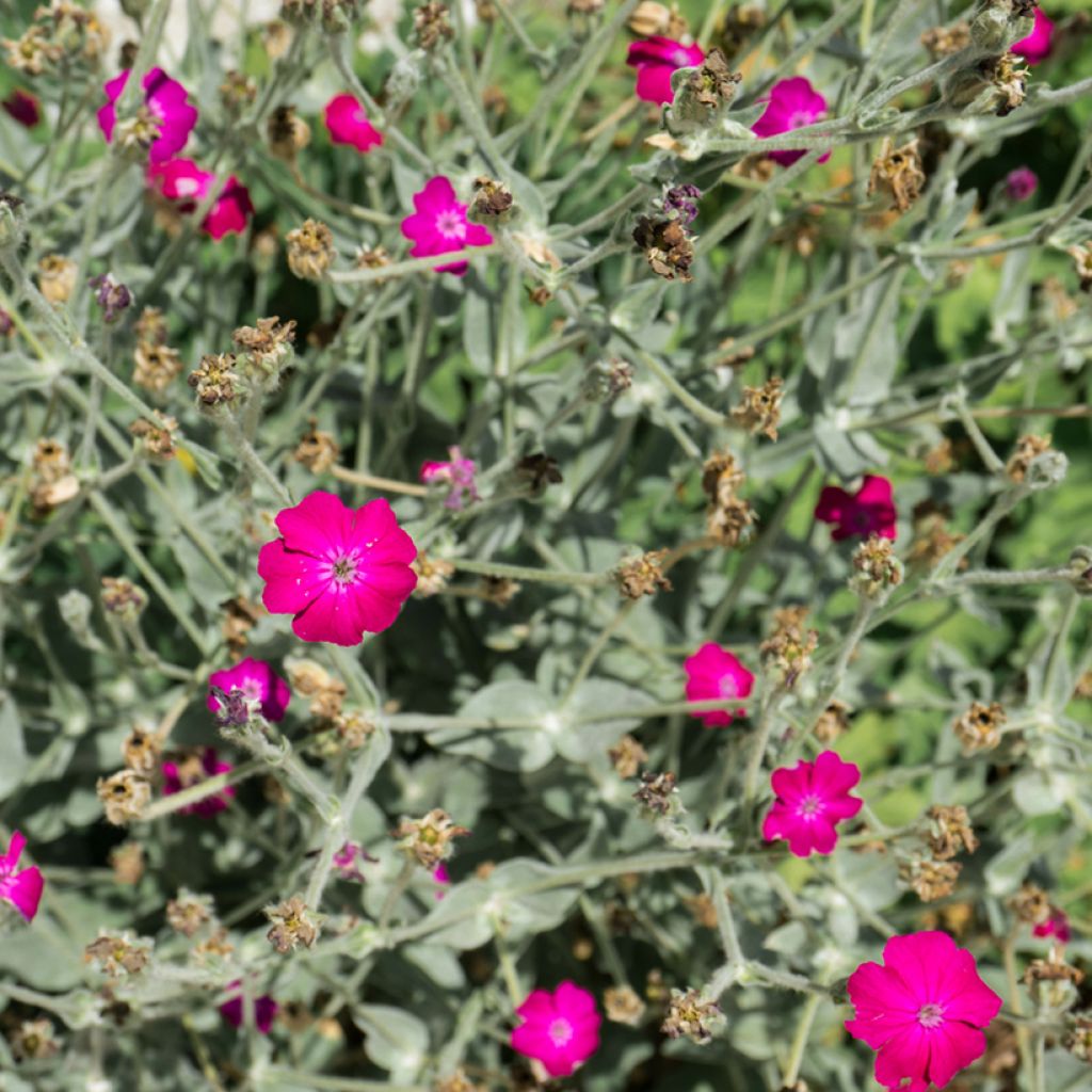 Lychnis coronaria Atrosanguinea - Clavel lanudo