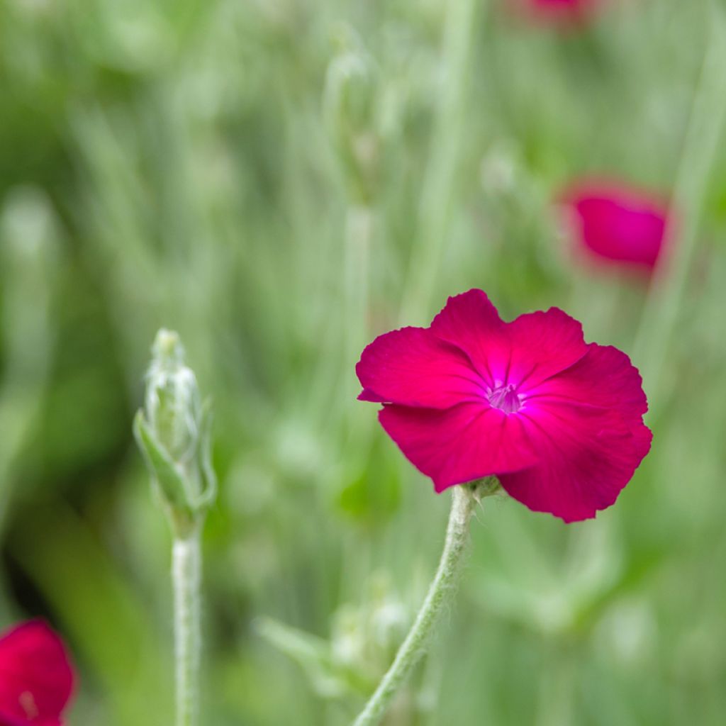 Lychnis coronaria Atrosanguinea - Clavel lanudo