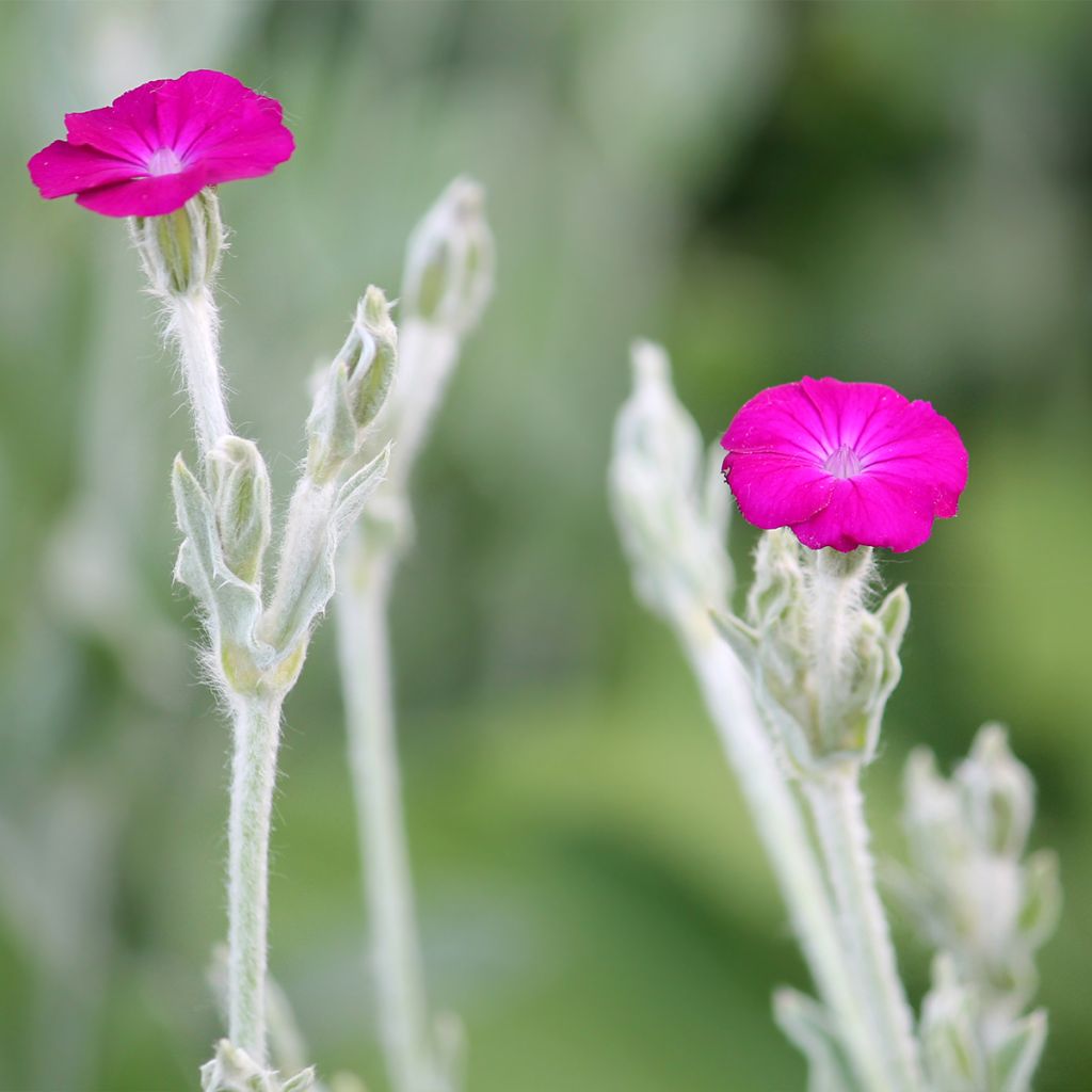 Clavel lanudo - Lychnis coronaria