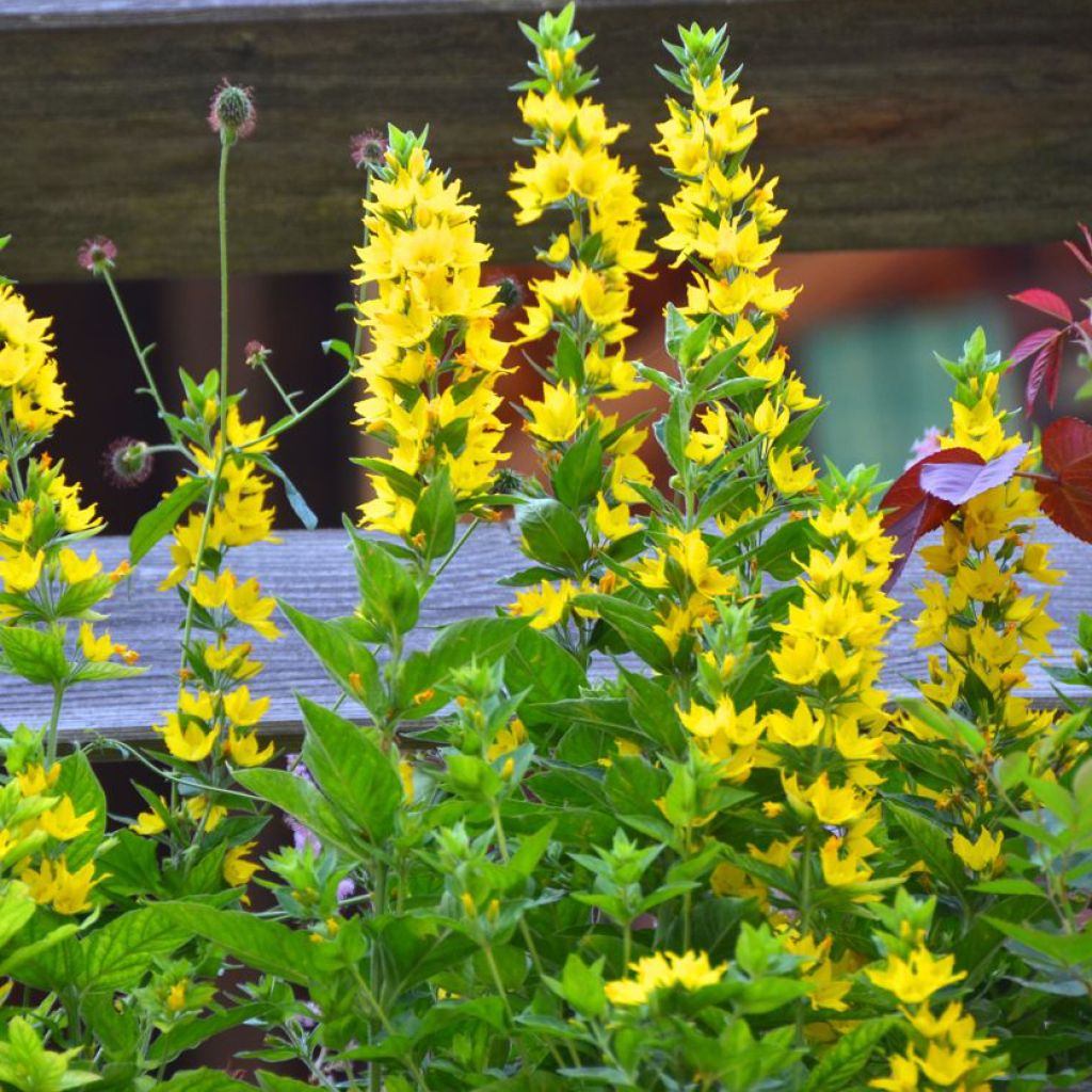 Lysimachia punctata - Salicaria punteada