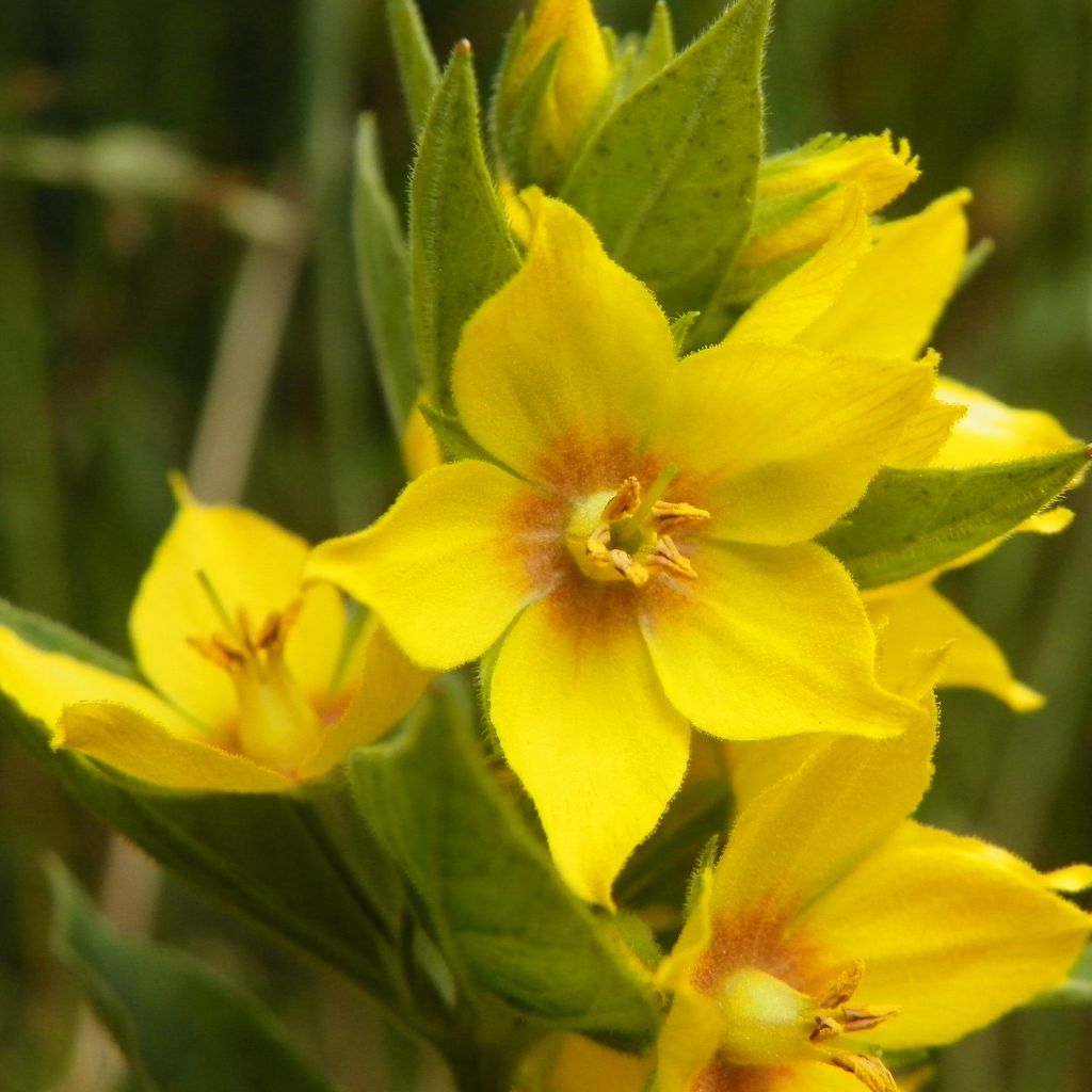 Lysimachia punctata - Salicaria punteada