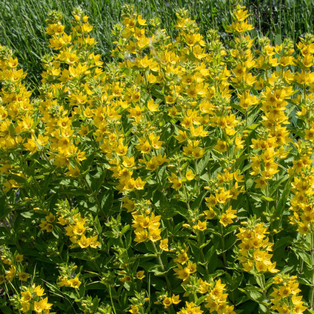 Lysimachia punctata - Salicaria punteada