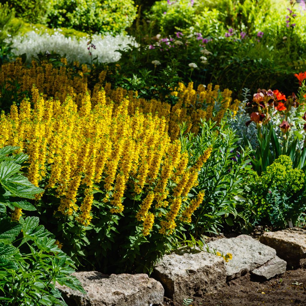 Lysimachia punctata - Salicaria punteada