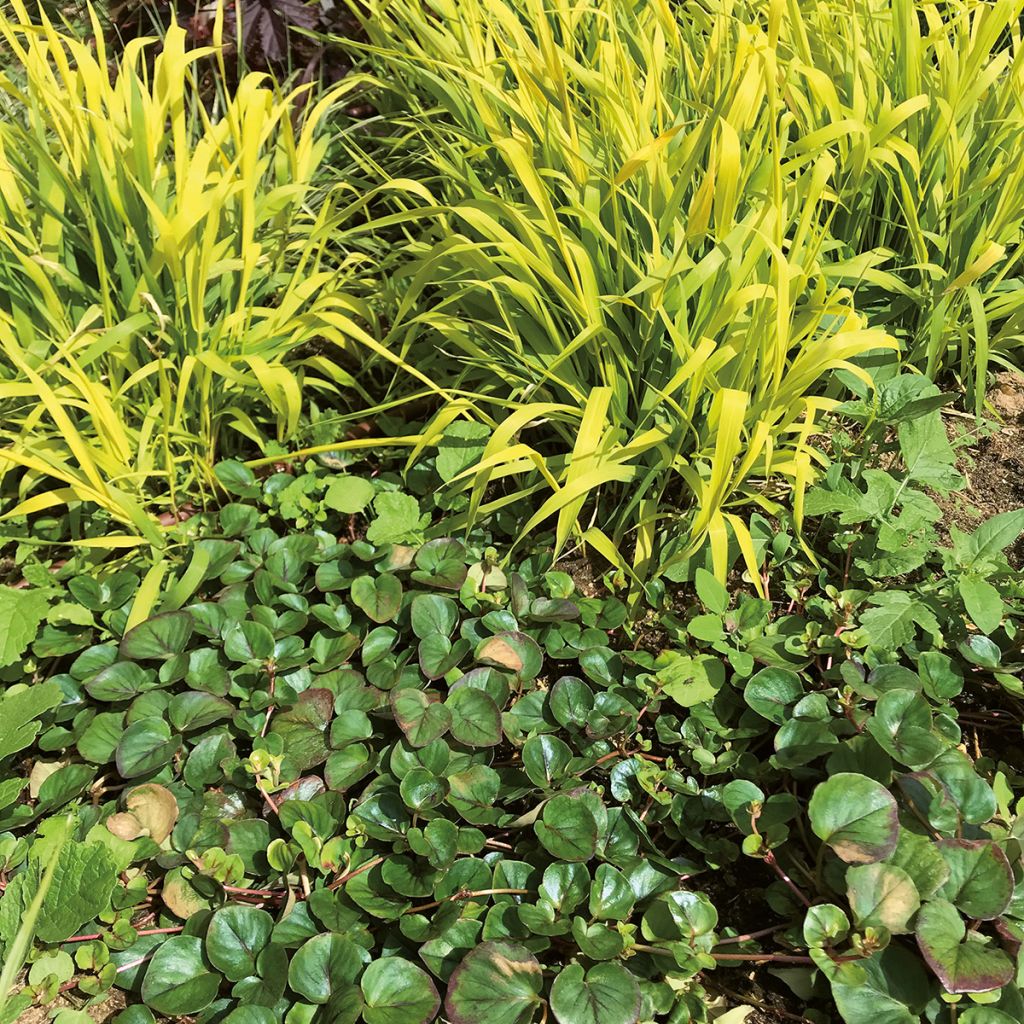 Lysimachia christinae Sunburst