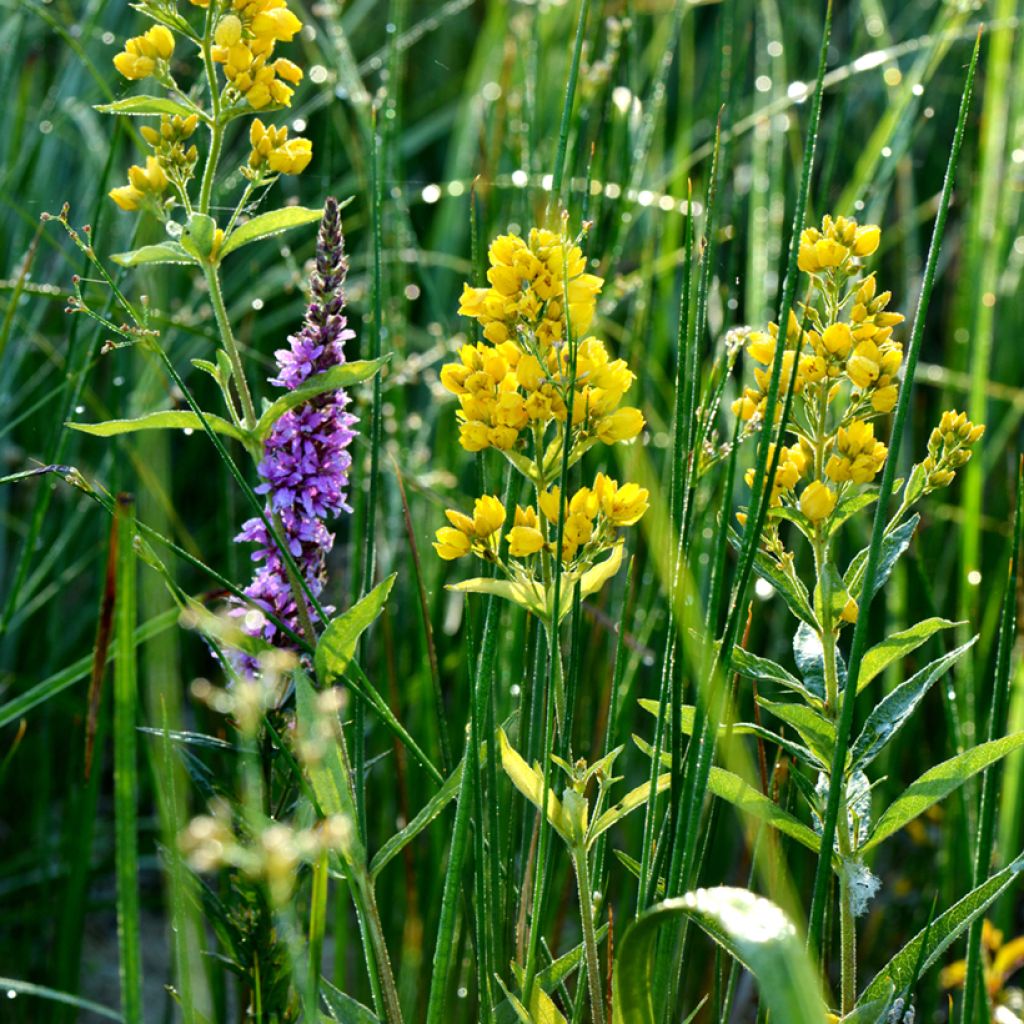 Lysimachia vulgaris