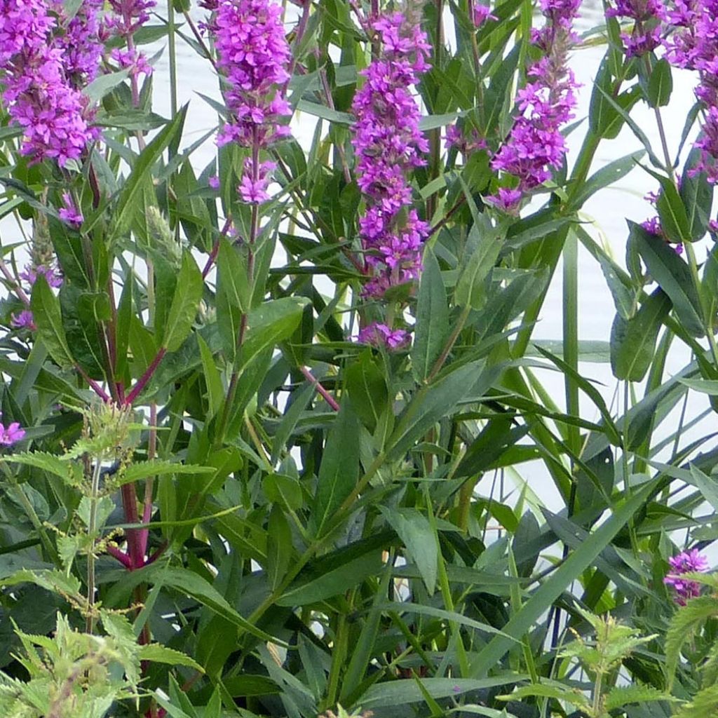 Lythrum salicaria The Beacon - Salicaire commune The Beacon
