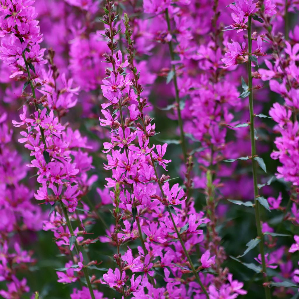 Lythrum Pink Promenade - Salicaria