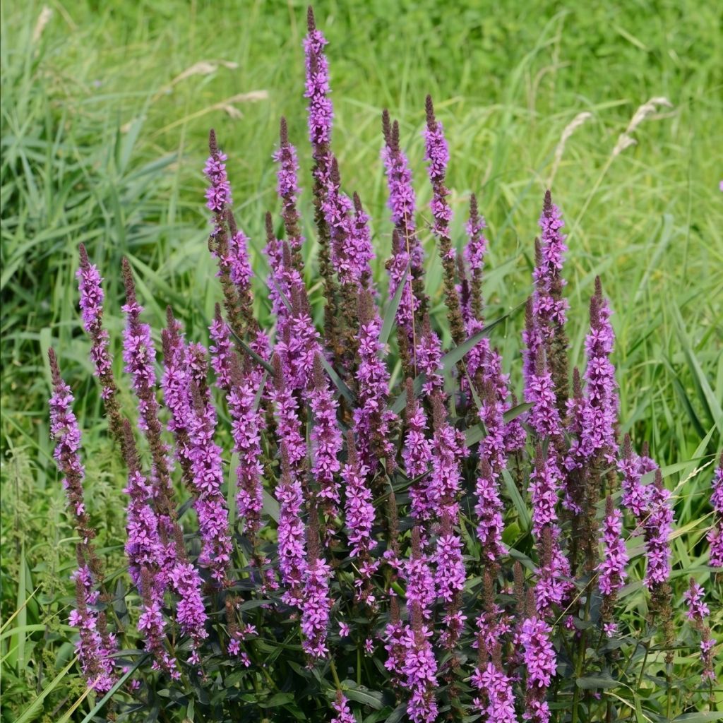 Lythrum Luminara Lilac - Salicaria