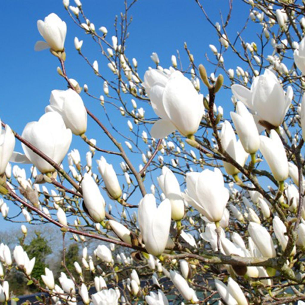 Magnolia injertado Tina durio