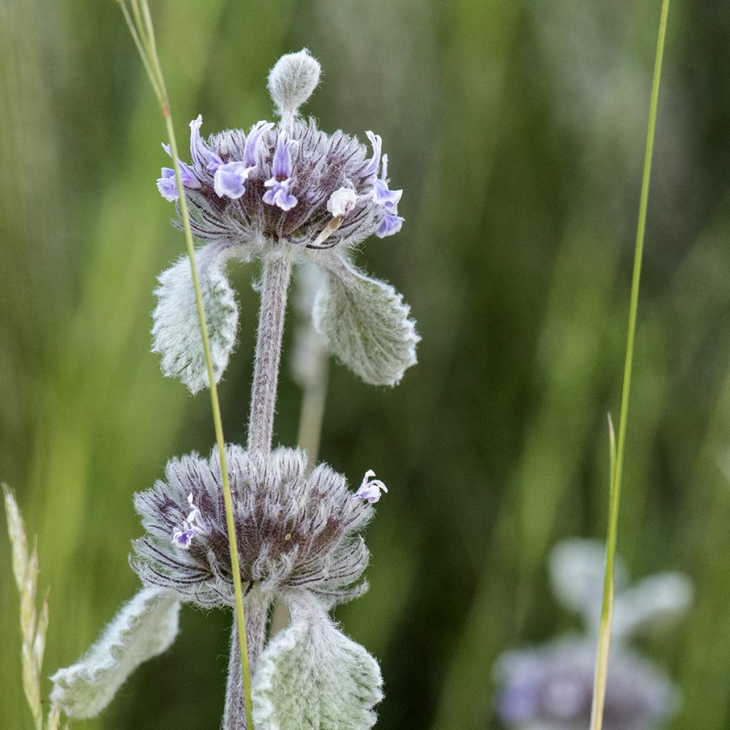 Marrubium supinum - Marrubio