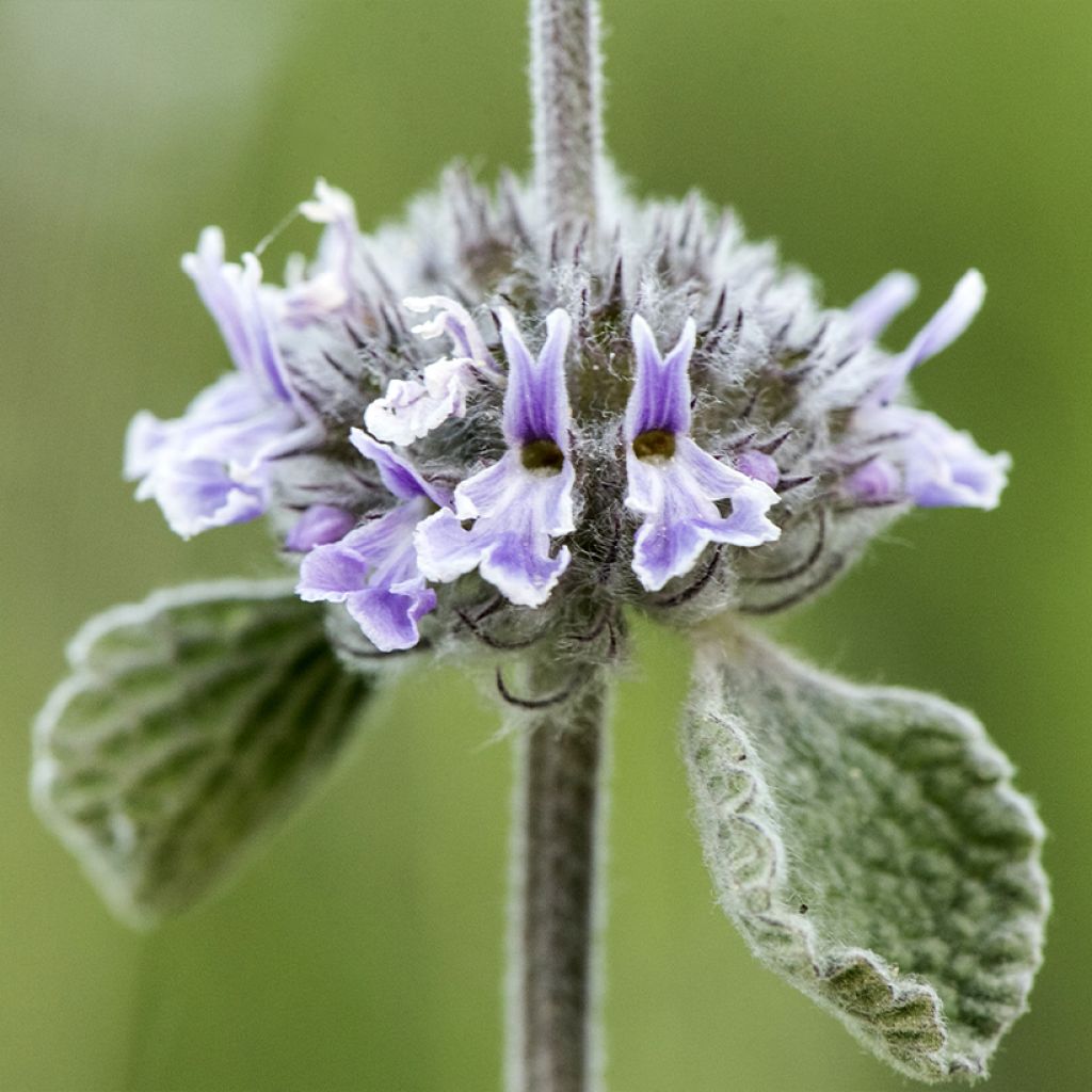 Marrubium supinum - Marrubio