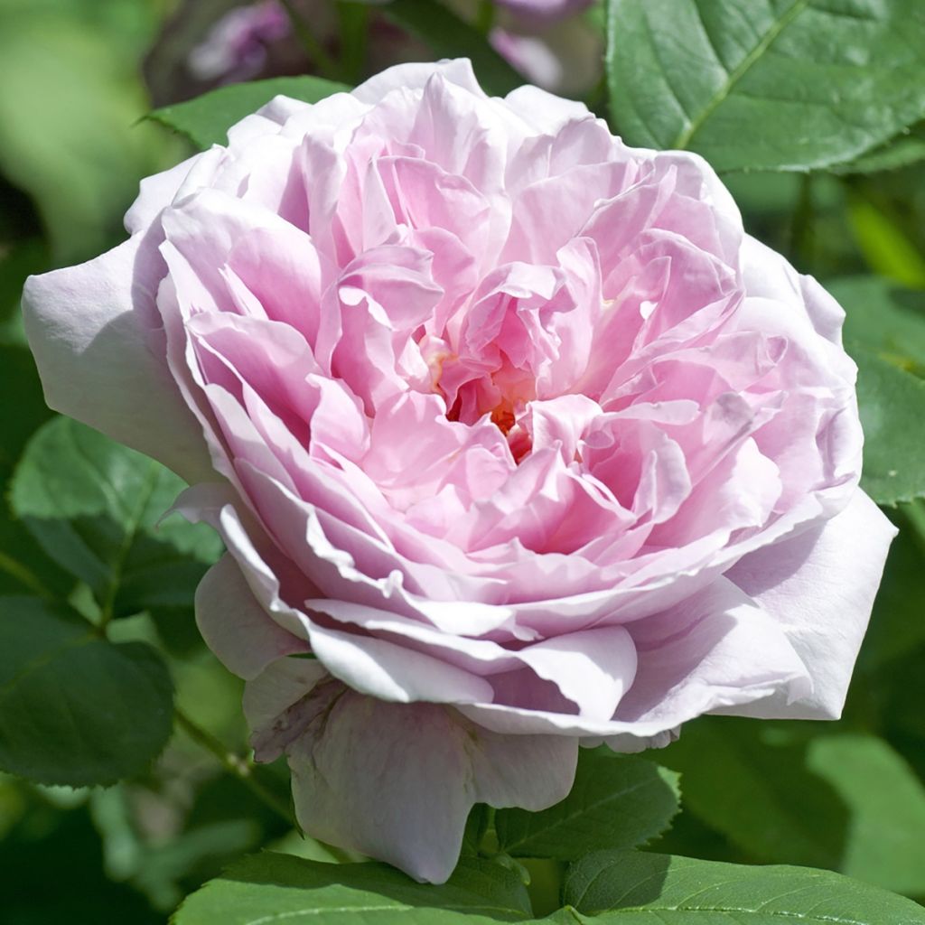 Rosal Mary Rose