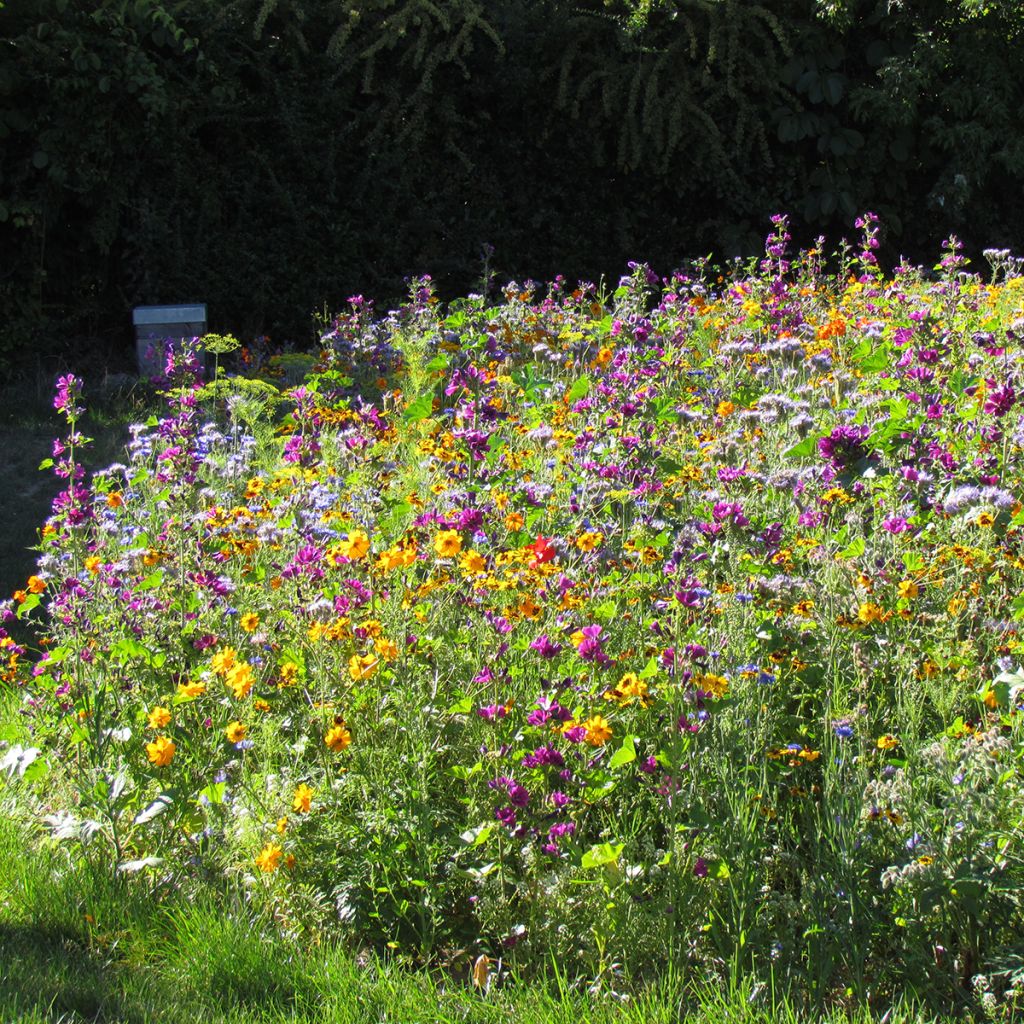 Mélange de fleurs mellifères et durables Miel et Papillons 
