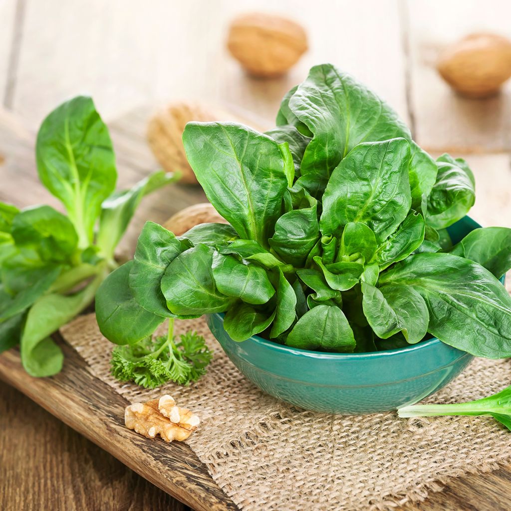 Canónigo Verte de Cambrai - Vilmorin