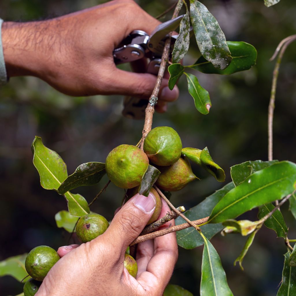Macadamia integrifolia - árbol de la nuez de macadamia