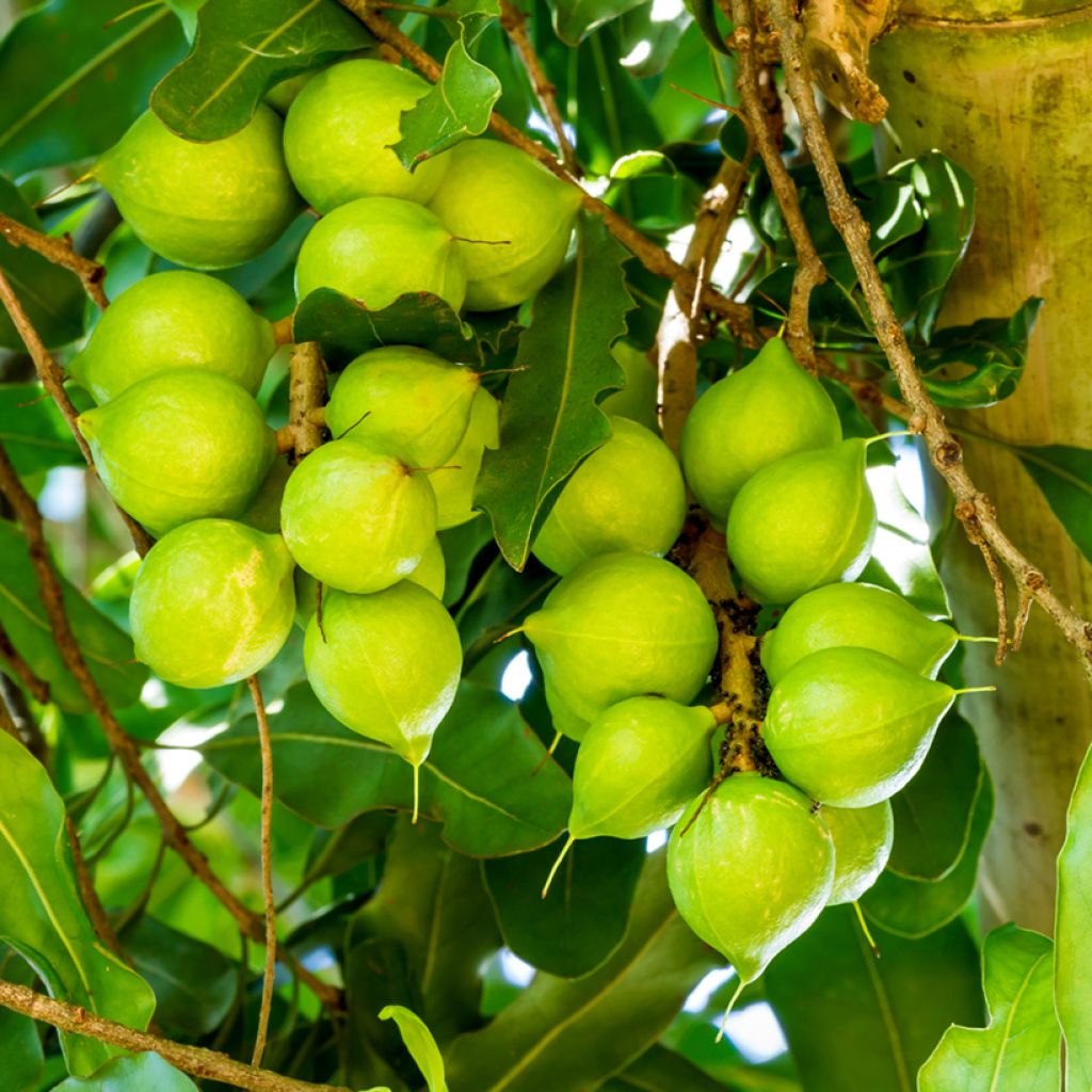 Macadamia integrifolia - árbol de la nuez de macadamia
