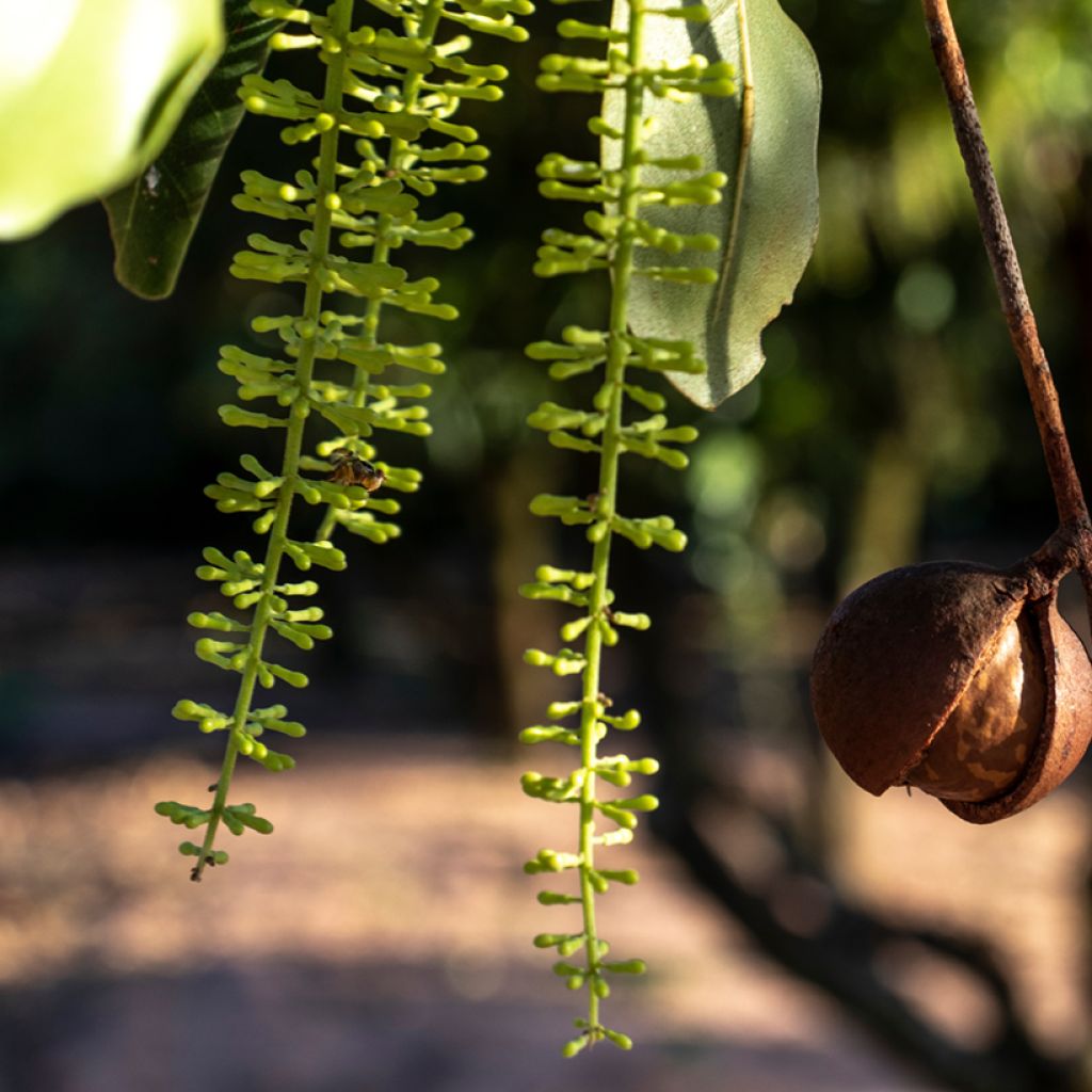 Macadamia integrifolia - árbol de la nuez de macadamia