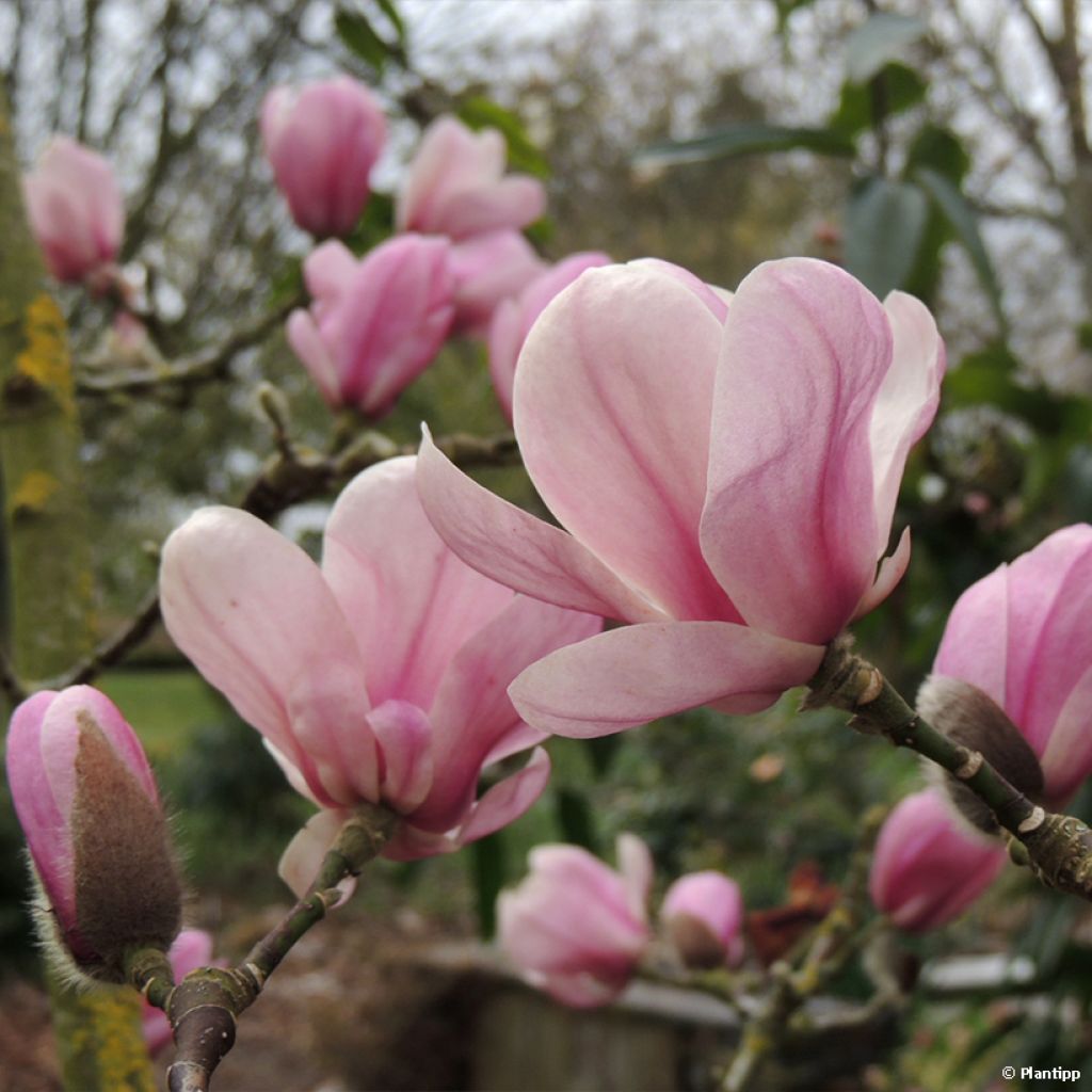 Magnolia denudata Festirose - Yulan