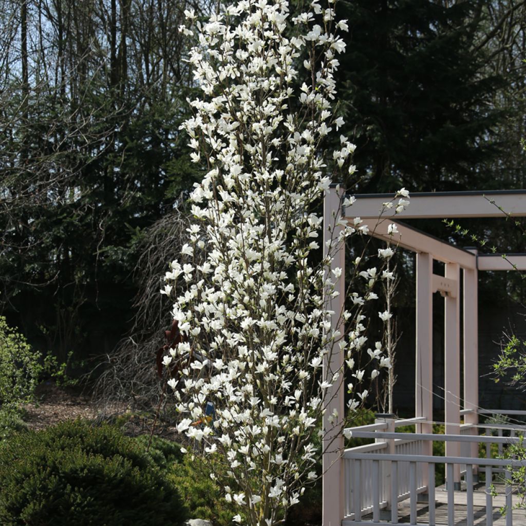 Magnolia kobus Isis - Kobushi