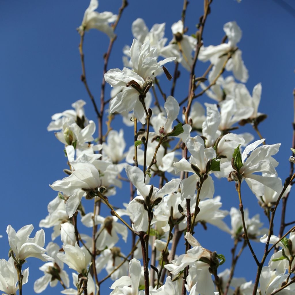 Magnolia kobus Isis - Kobushi