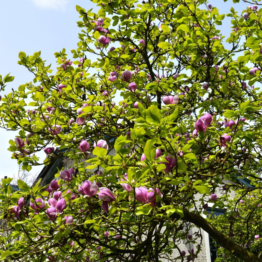 Magnolia injertado Shirazz