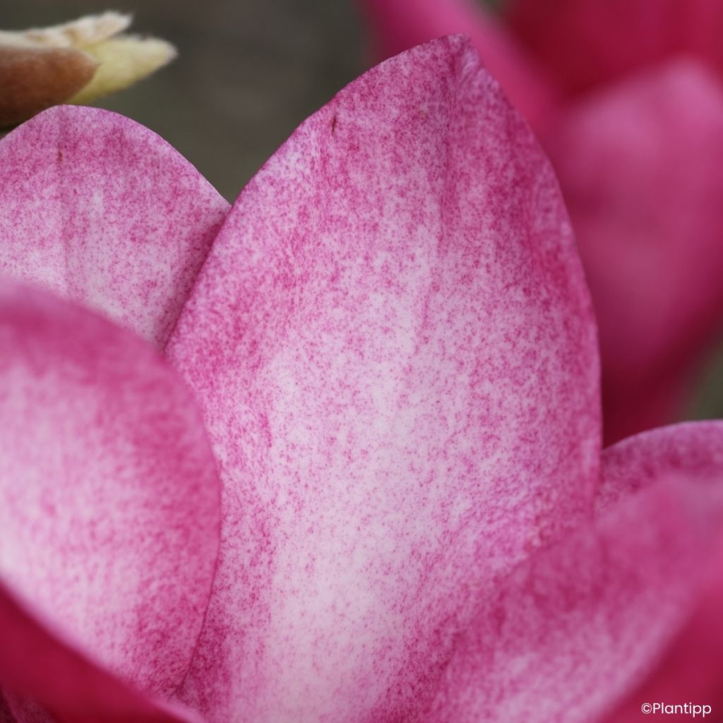 Magnolia injertado Starburst