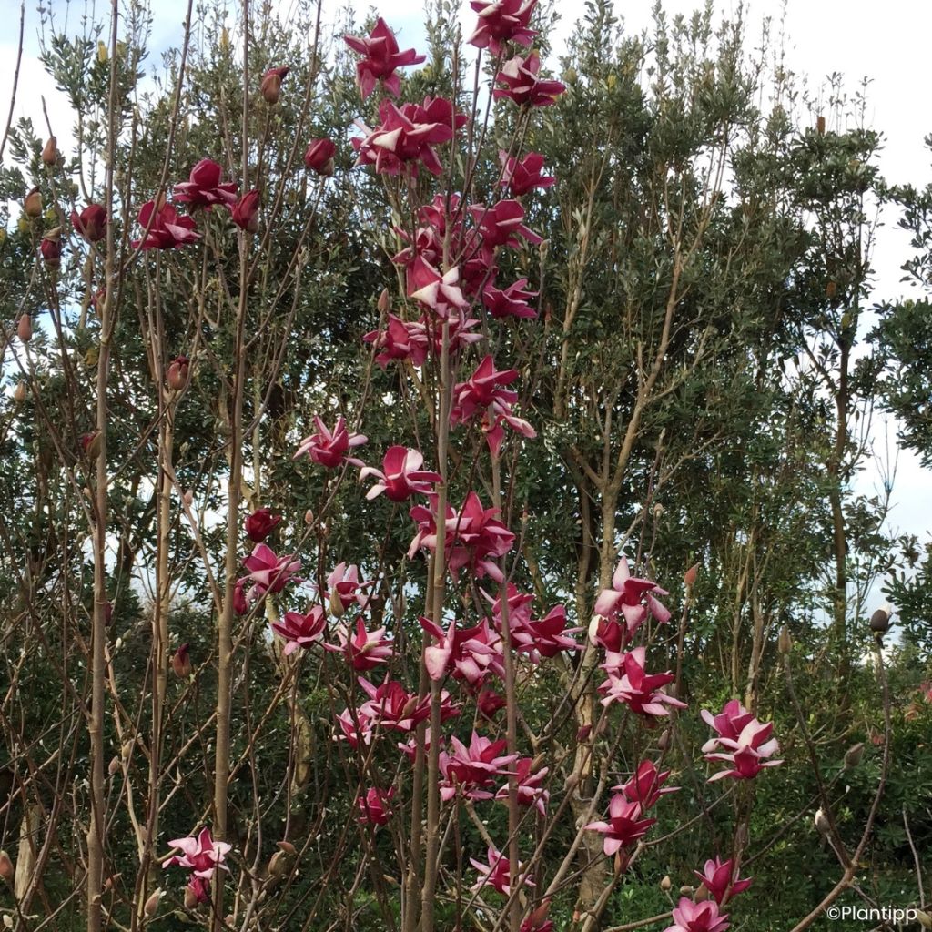 Magnolia injertado Starburst