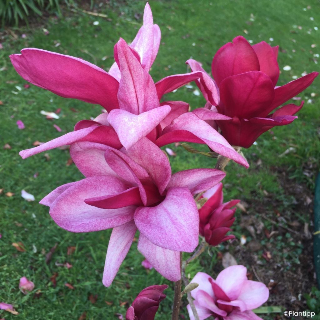 Magnolia injertado Starburst