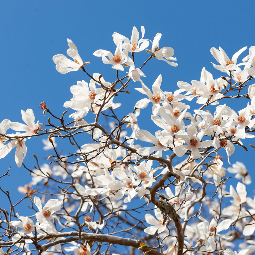 Magnolia kobus (semillas) - Kobushi