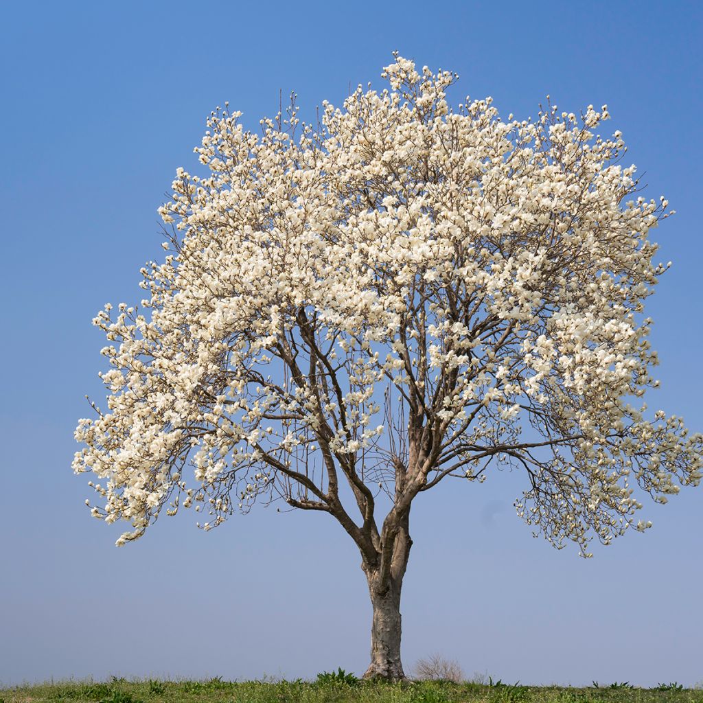 Magnolia kobus (semillas) - Kobushi