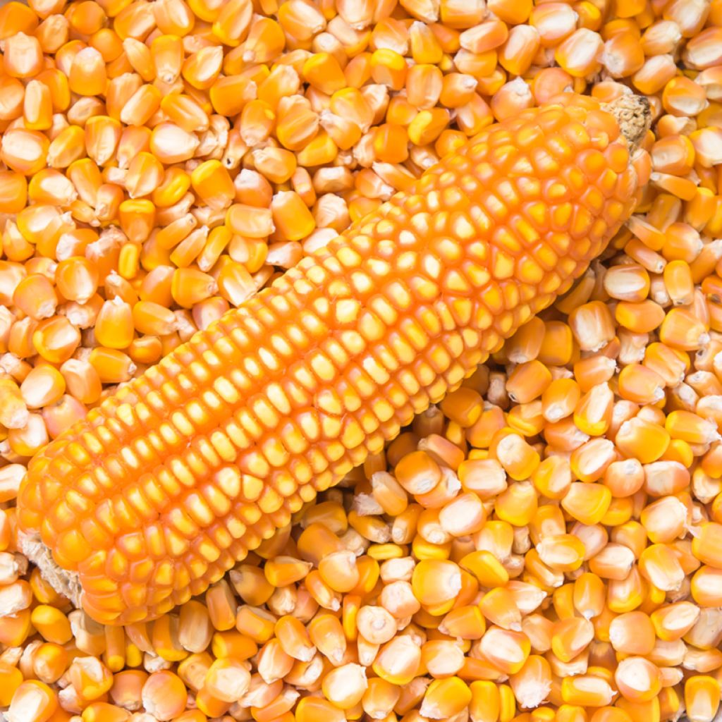 Maíz dulce Pop-corn Tom Pouce
