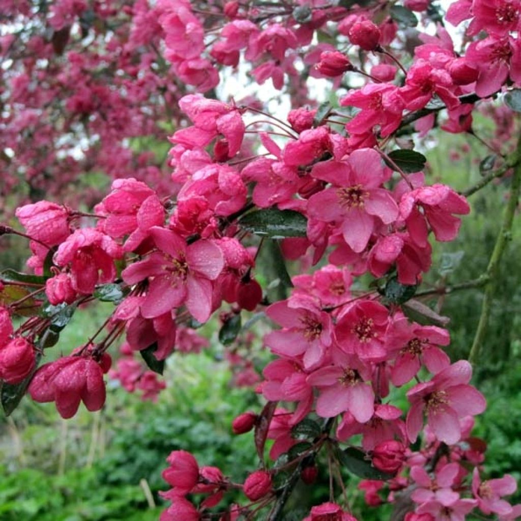 Manzano de flor Coccinella Courtarou
