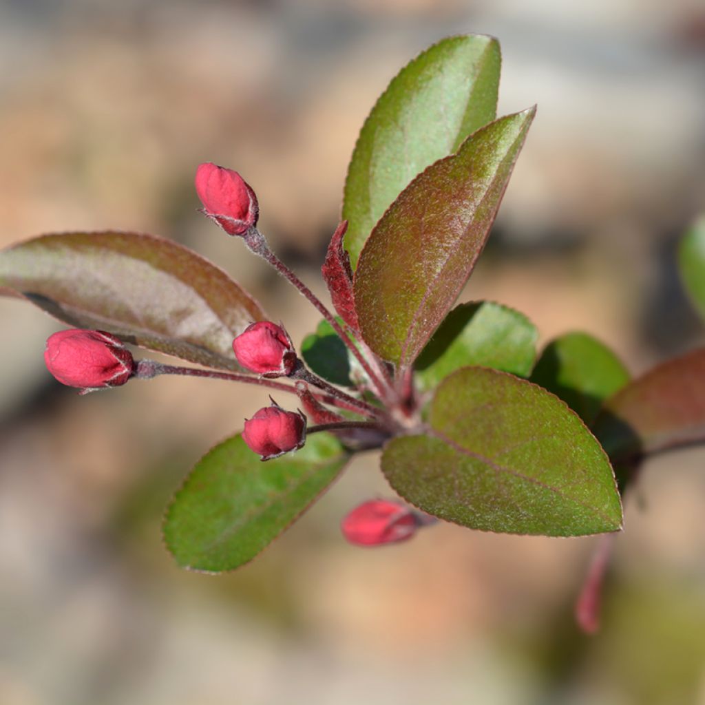 Manzano de flor purpurea Eleyi