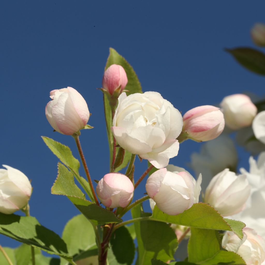 Manzano de flor Madonna