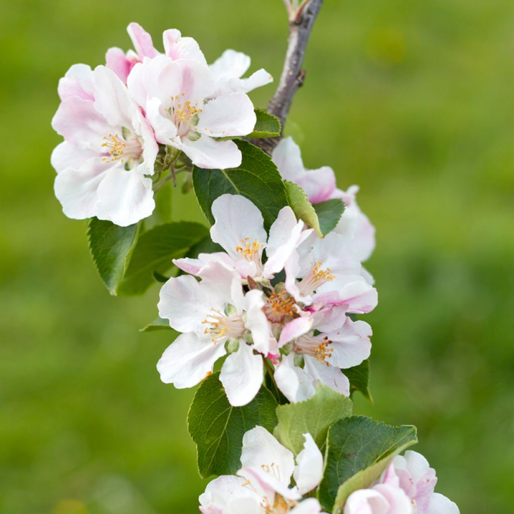 manzano Bramley's Seedling