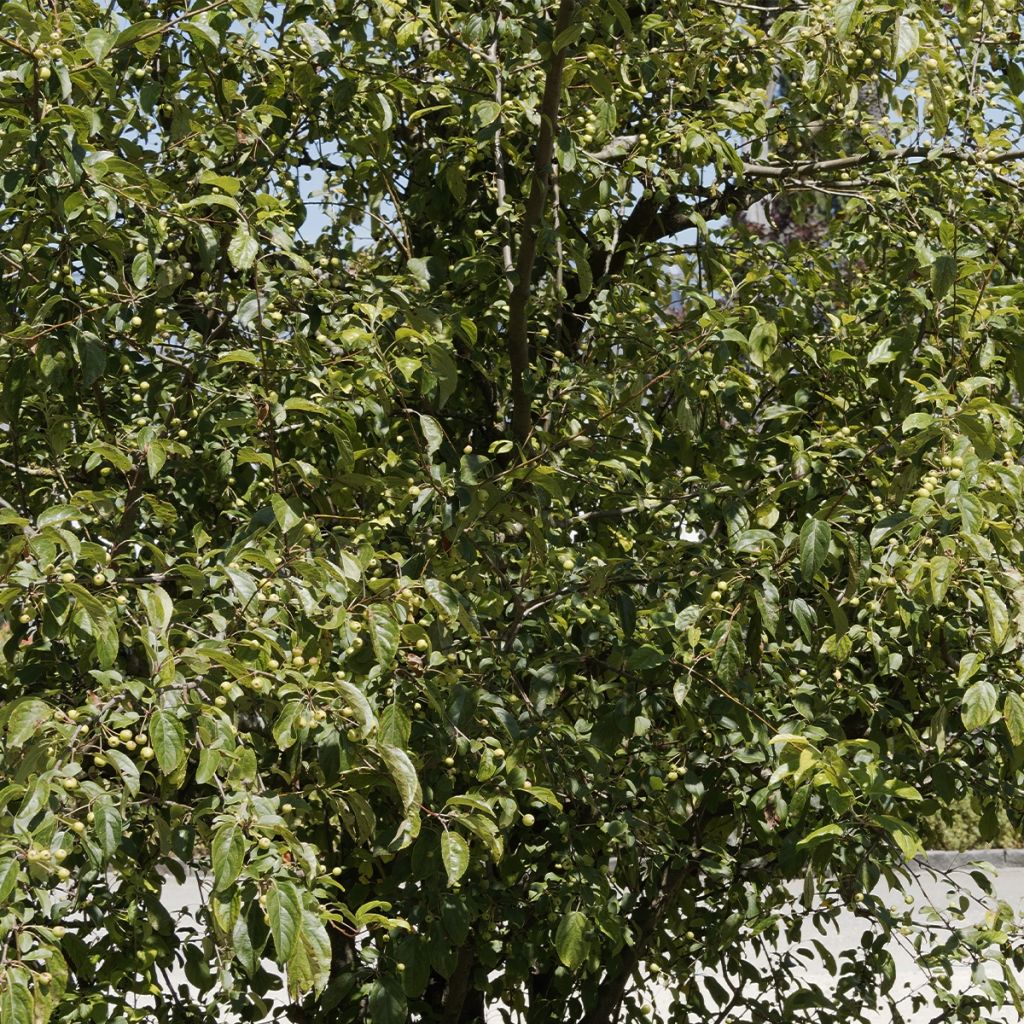 Manzano de flor robusta Yellow Siberian