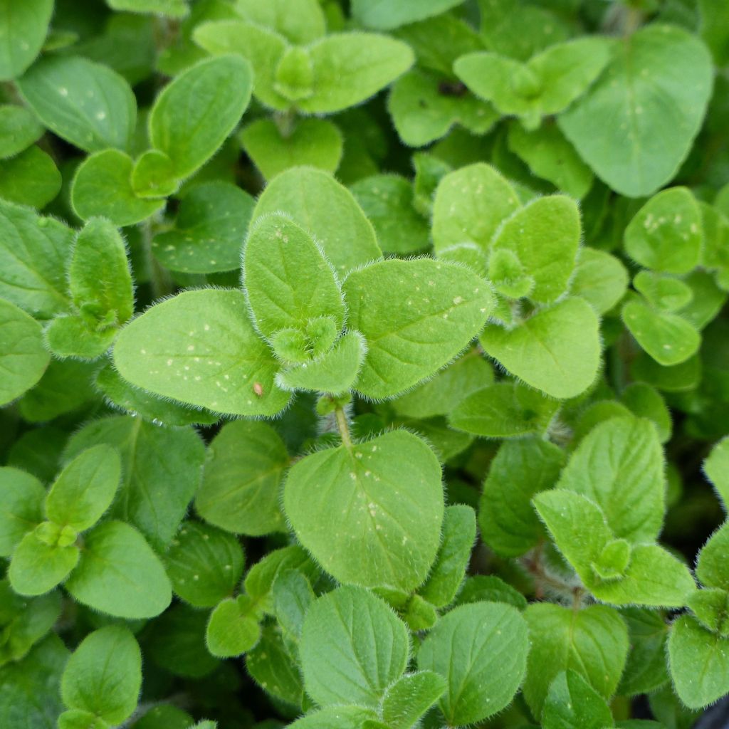 Orégano Bio (plantas)