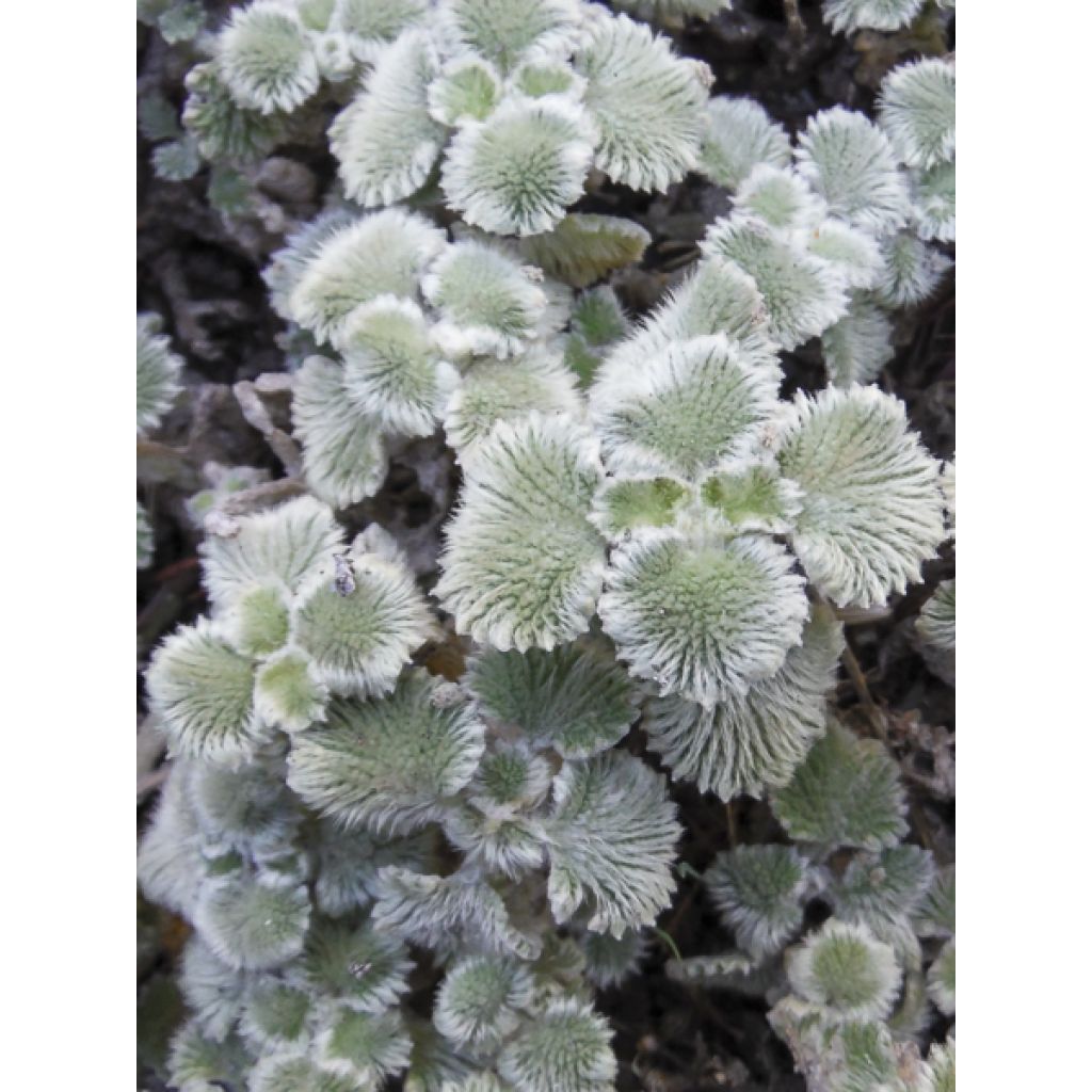 Marrubium supinum - Marrubio