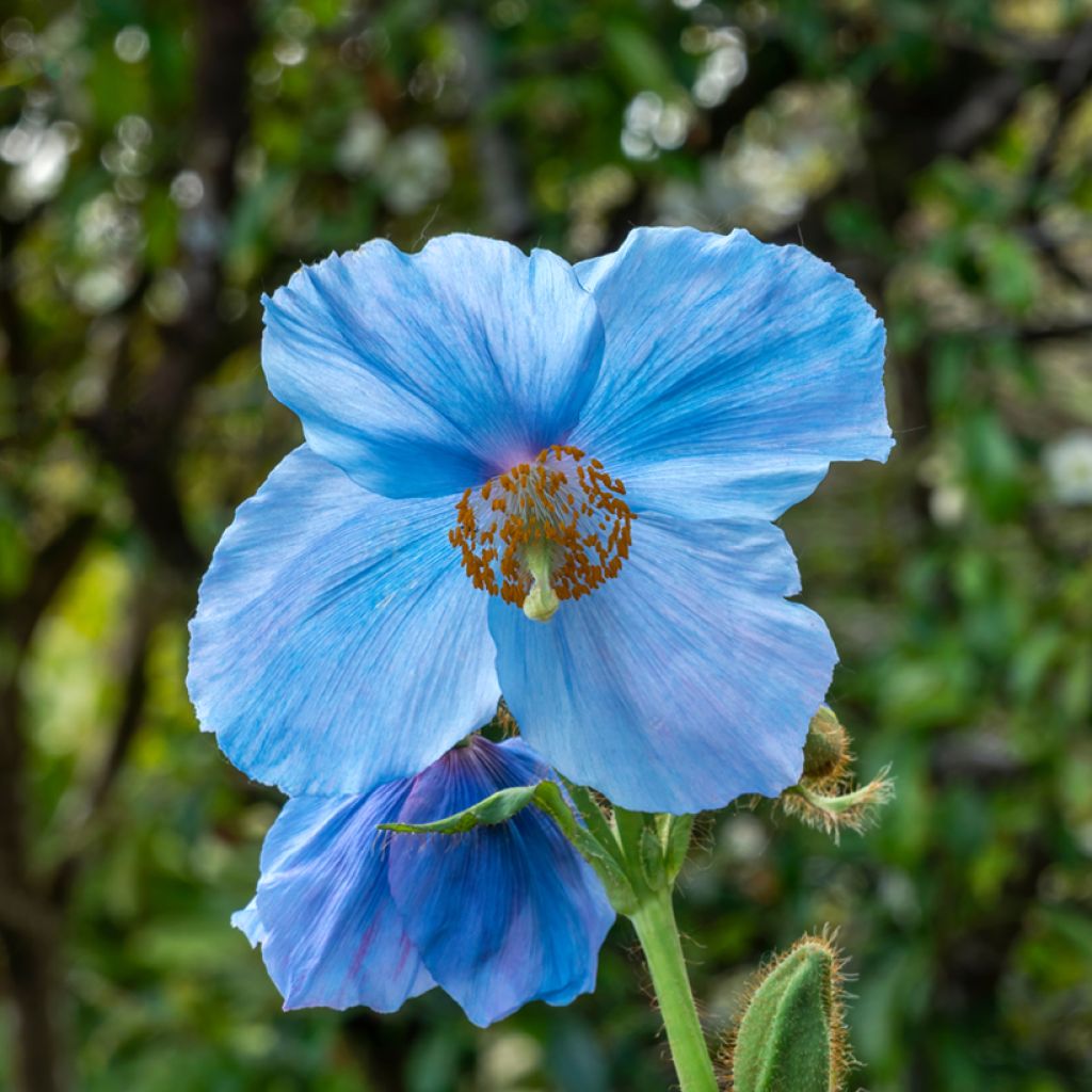 Meconopsis sheldonii Lingholm - Amapola Azul