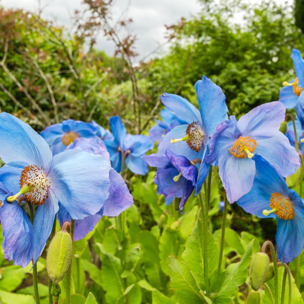 Meconopsis sheldonii Lingholm - Amapola Azul