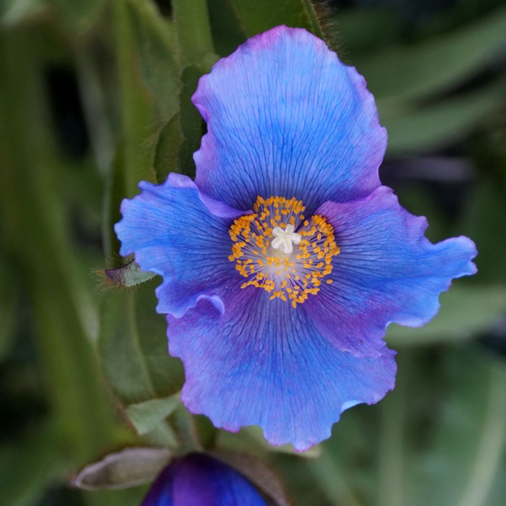 Meconopsis sheldonii Lingholm - Amapola Azul