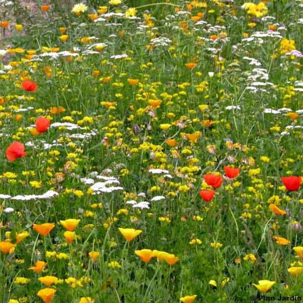 Mezcla para terrenos secos