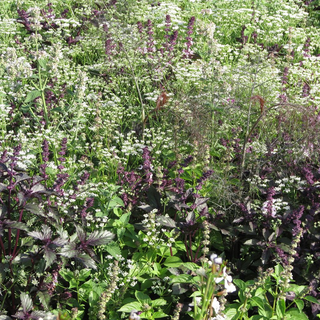 Mezcla de flores para ahuyentar mosquitos